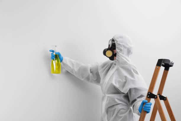 Best Mold Damage Restoration in USA